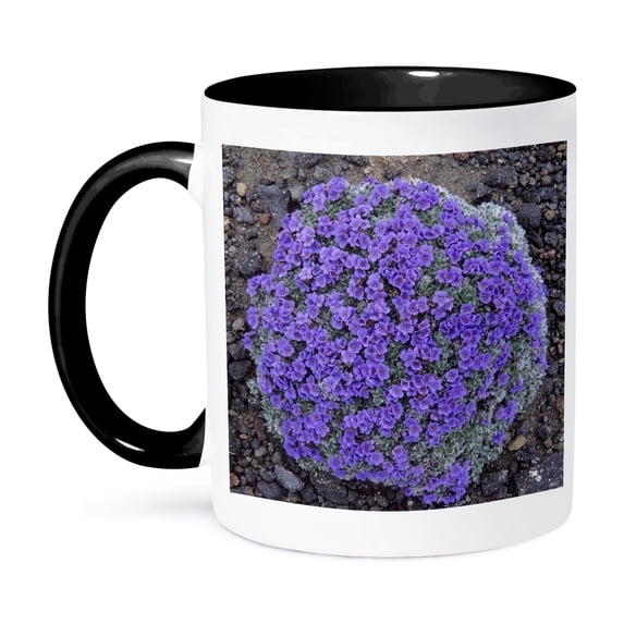 3dRose, Alaska, Arctic Forget-Me-Not flowers - US02 KSC0027 - Kevin Schafer, 11oz Two-Tone Black Mug