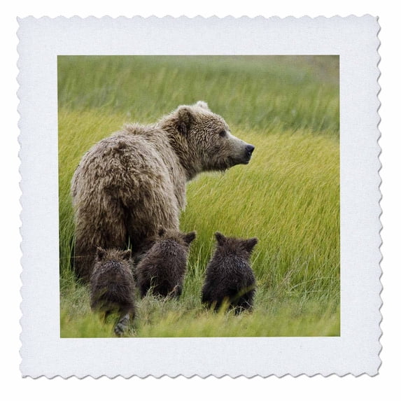 3dRose, Alaska, Lake Clark NP, grizzly bear - US02 BJA0125 - Jaynes Gallery, 8x8 inch quilt square