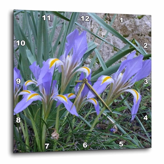3drose, Algerian Iris Close up Photography, 15x15 Wall Clock