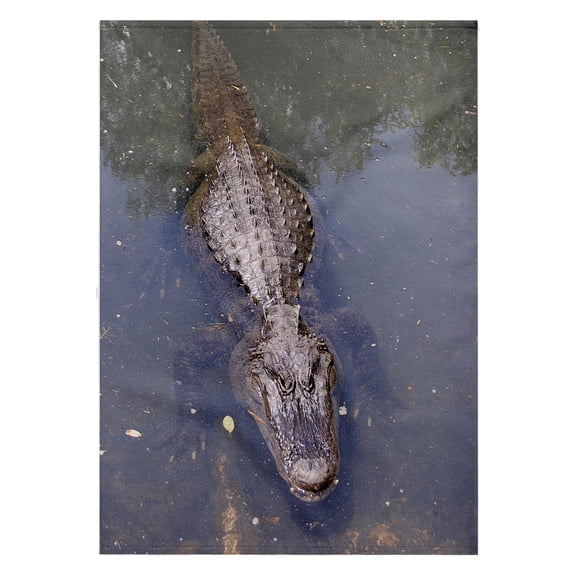 3dRose, Alligator, 22x30 Bath Hand Pool Towel