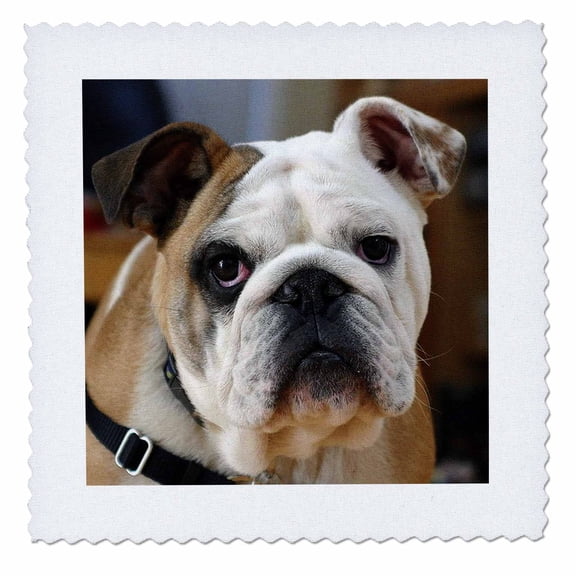 3dRose, American Bulldog Portrait, 12x12 inch quilt square