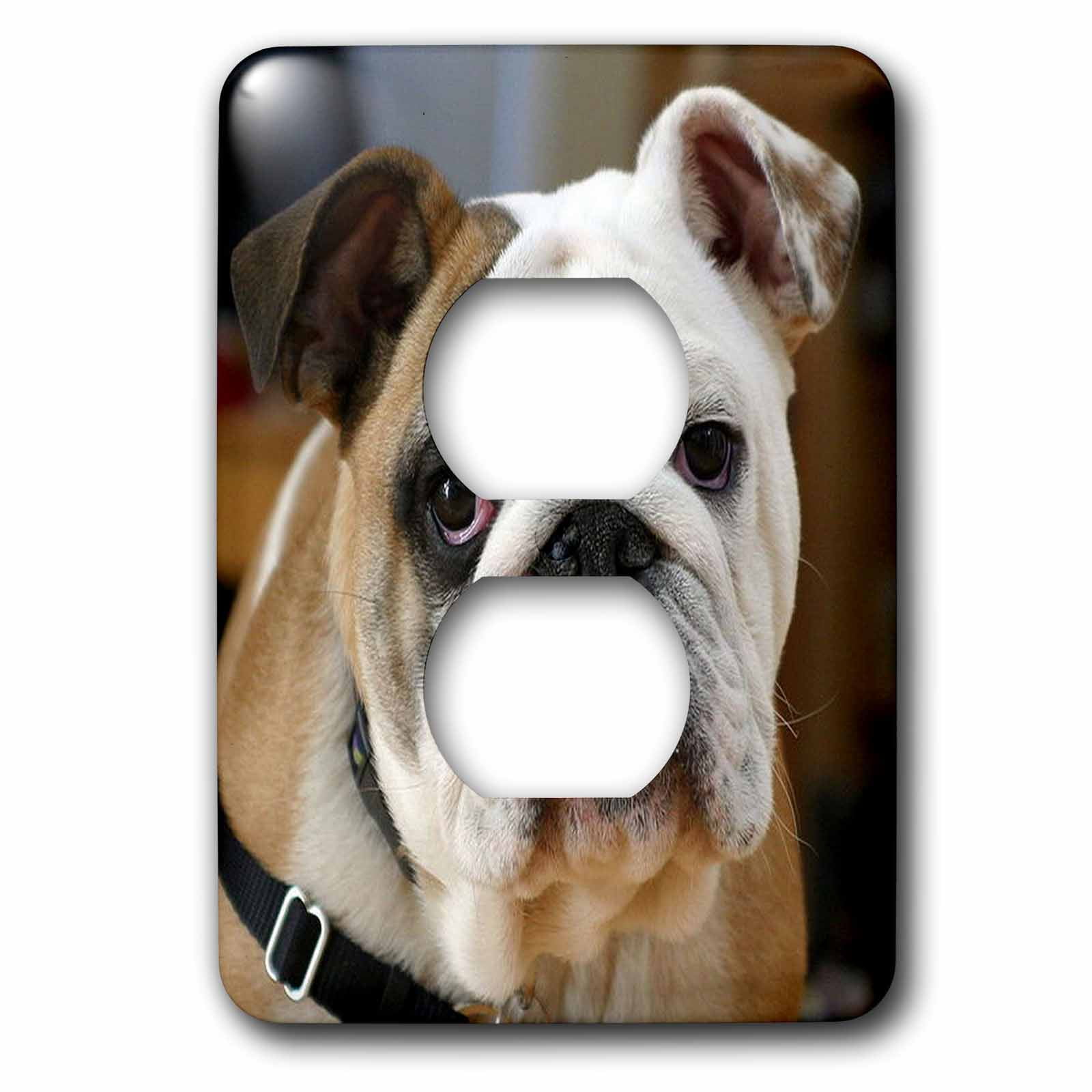 3dRose, American Bulldog Portrait, 2 plug outlet cover