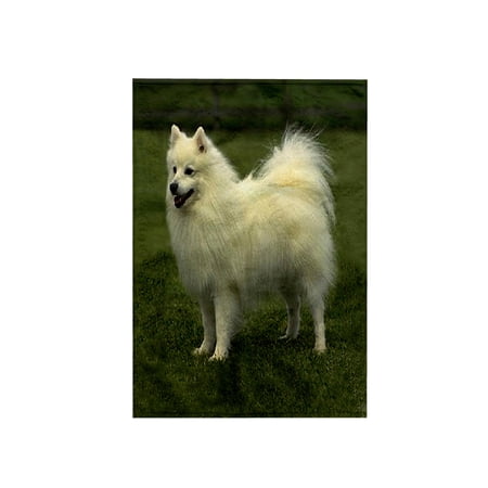 3dRose, American Eskimo, 15x22 Hand Towel