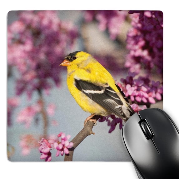 3dRose, American Goldfinch in Eastern Redbud tree, MousePad
