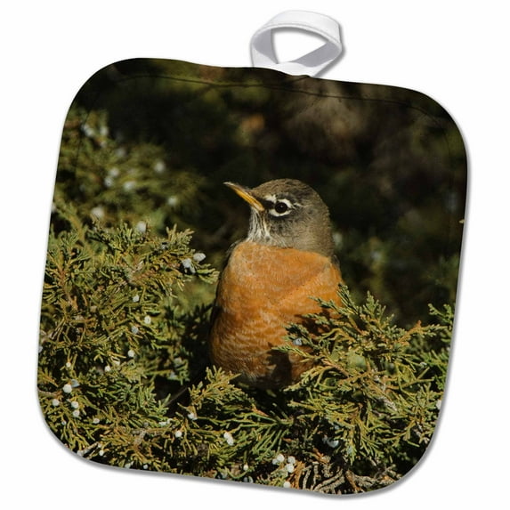 3dRose, American Robin, bird, Yellowstone NP, Wyoming - NA02 RNU0332 - Rolf Nussbaumer, 8x8 Potholder