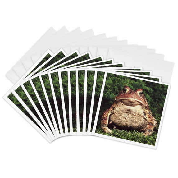 3drose, American Toad - Na02 Dno0124 - David Northcott, 12 Greeting Cards with Envelopes