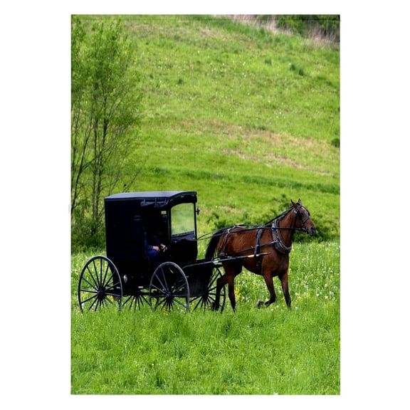 3dRose, Amish farm with horse buggy near Berlin, Ohio - US36 DFR0018 - David R. Frazier, 22x30 Bath Hand Pool Towel