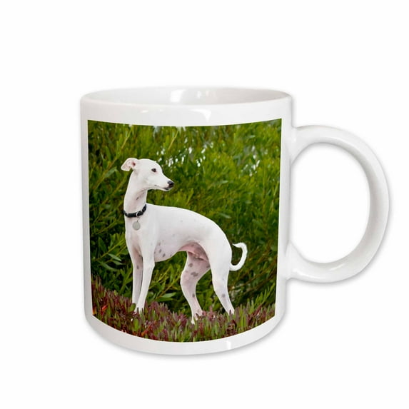 3drose, an Italian Greyhound Dog - Us05 Zmu0263 - Zandria Muench Beraldo, 11oz Mug
