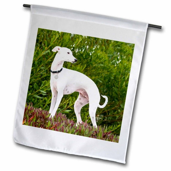3dRose, An Italian Greyhound dog - US05 ZMU0263 - Zandria Muench Beraldo, 18 x 27 inch Garden Flag