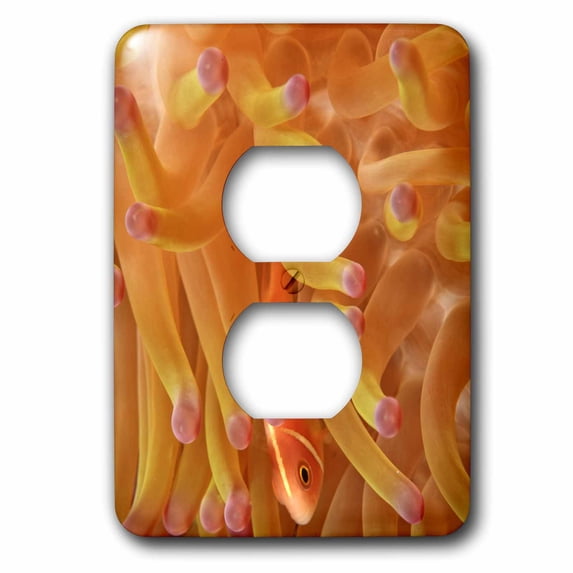 3dRose, Anemonefish, Scuba Diving, Sulawesi, Indonesia-AS11 SWS0441 - Stuart Westmorland, 2 plug outlet cover