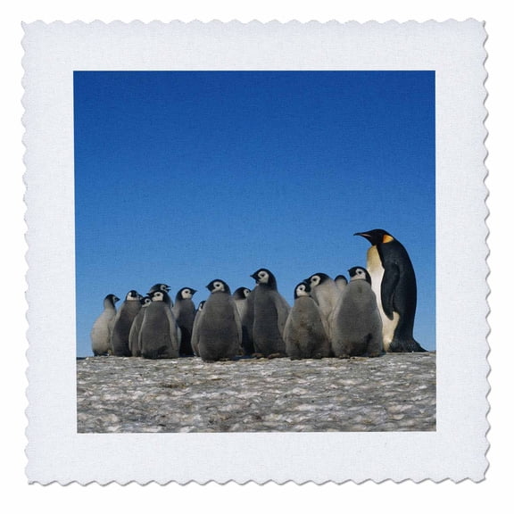 3dRose, Antarctica, Herd of Emperor Penguins in winter , 10x10 inch quilt square