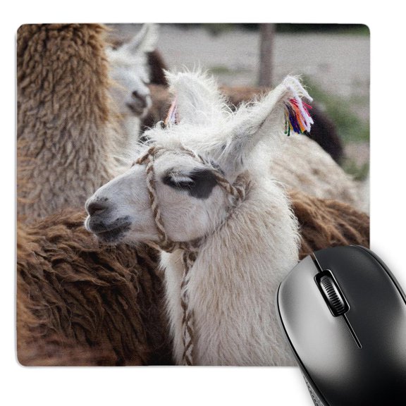3dRose, Argentina, Jujuy, Tilcara, llama - SA01 JRI0112 - Jutta Riegel, MousePad