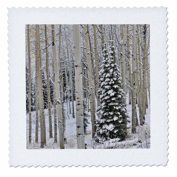 3dRose, Aspen grove with autumn snows, Keebler Pass, Rocky Mountains, Colorado, 10x10 inch quilt square