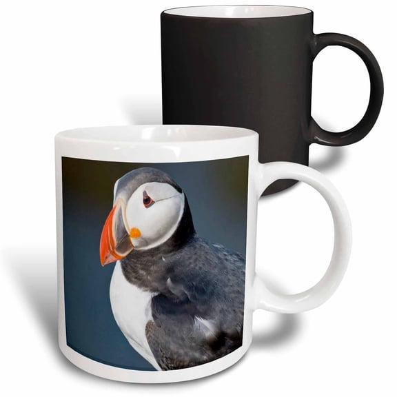 3drose, Atlantic Puffin, Latrabjerg Peninsula, Iceland - Eu14 Rbe0049 - Ralph H. Bendjebar, 11oz Magic Transforming Mug