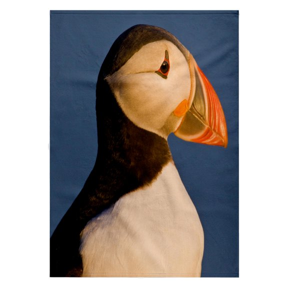 3dRose, Atlantic Puffin, Latrabjerg peninsula, Iceland - EU14 RBE0094 - Ralph H. Bendjebar, 22x30 Bath Hand Pool Towel
