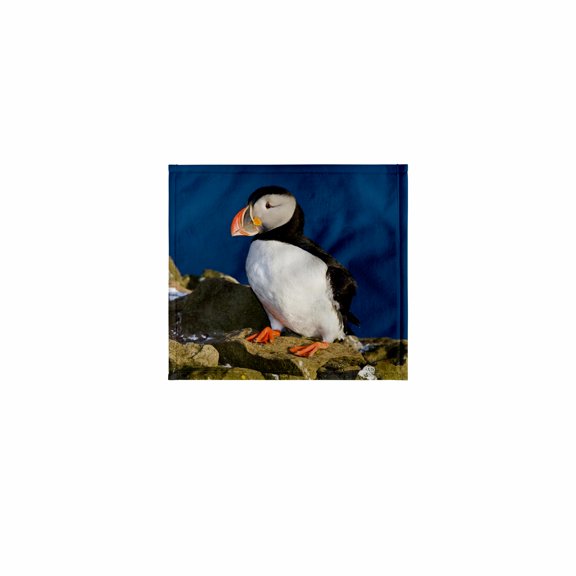 3dRose, Atlantic Puffin, Latrabjerg peninsula, Iceland - EU14 RBE0121 - Ralph H. Bendjebar, 11x12 Wash Cloth for Face and Body