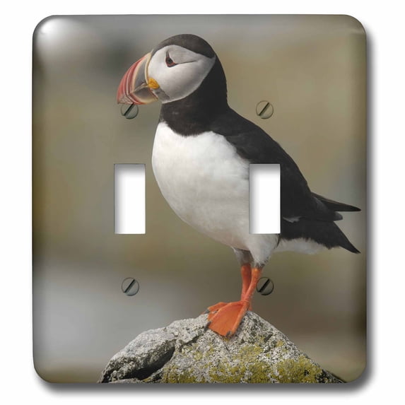 3dRose, Atlantic Puffin birds, Machias Seal Isl, ME - US20 KRS0031 - Keith and Rebecca Snell, double toggle switch