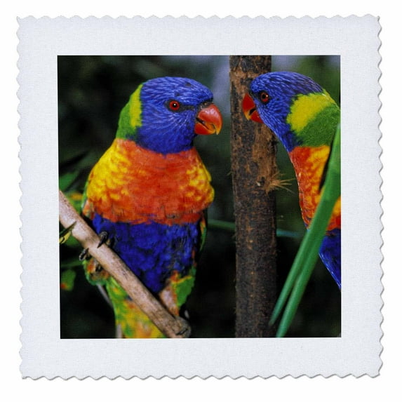 3dRose, Australia, East Coast. Rainbow Lorikeets bird-AU01 PSK0149 - Peter Skinner, 6x6 inch quilt square