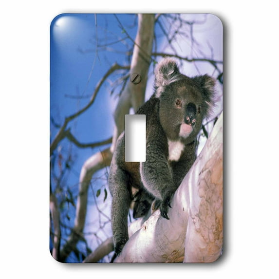 3dRose, Australia, Kangaroo Isl, Koala bear, eucalypytus tree-AU01 PSK0146 - Peter Skinner, single toggle switch