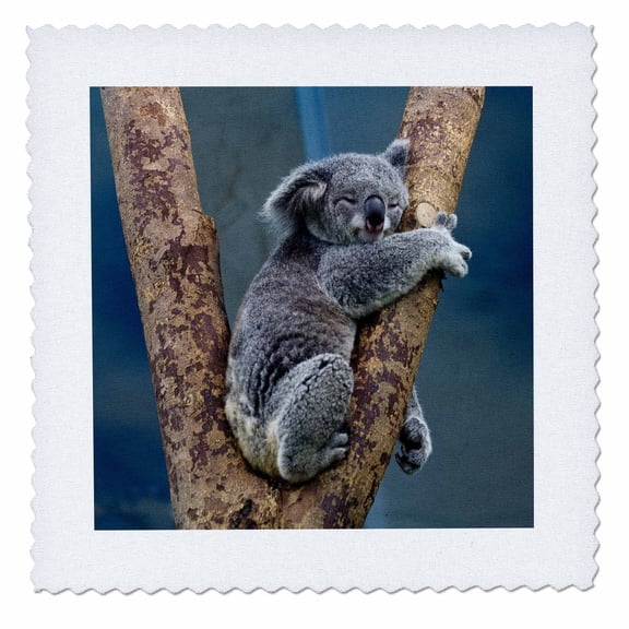 3dRose, Australia Koala Bear , 10x10 inch quilt square