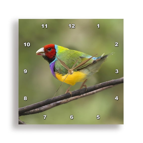 3dRose, Australia. Lady Gouldian finch Closeup., 15x15 Wall Clock