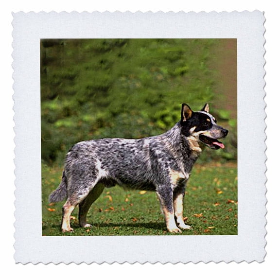 3dRose, Australian Cattle Dog, 10x10 inch quilt square