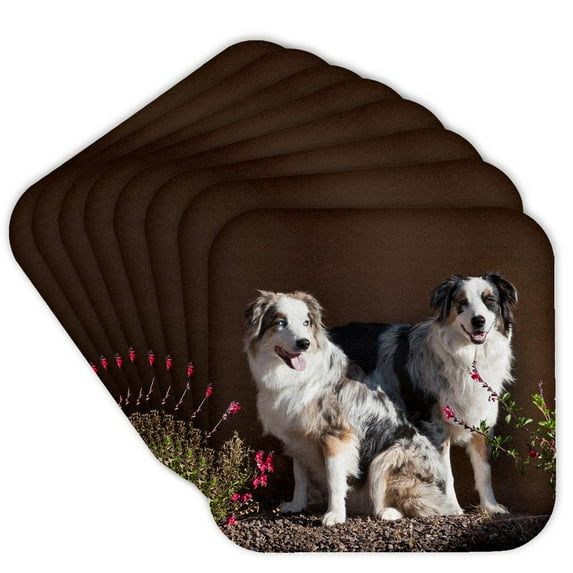 3drose, Australian Shepherd Dogs - Us03 Zmu0022 - Zandria Muench Beraldo, Set of 8 Coasters - Soft