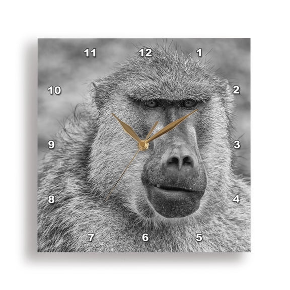 3dRose, Baboon, Amboseli National Park., 15x15 Wall Clock