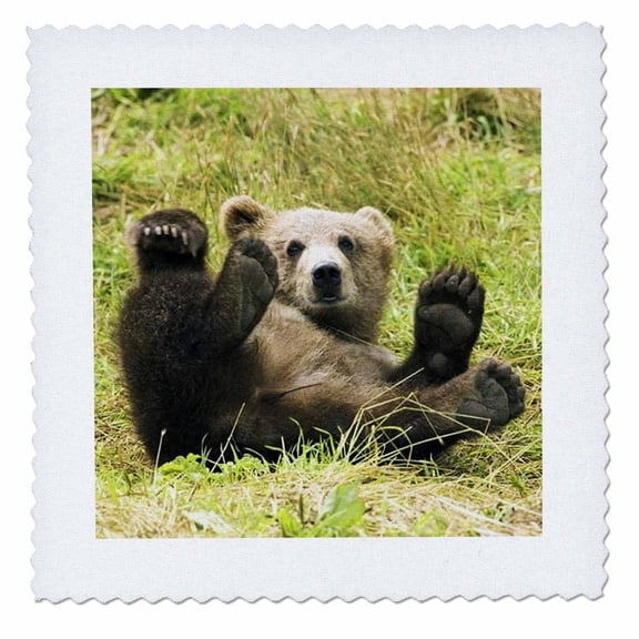 3dRose, Baby Grizzly Bear, 12x12 inch quilt square