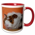 thumbnail image 1 of 3drose, Baby Guinea Pig on Pumpkin Photography by Angelandspot, 15oz Two-tone Red Mug, 1 of 6