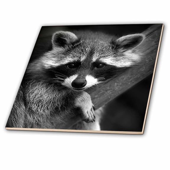3dRose, Baby Raccoon black and white digital image., 6 Inch Ceramic Tile