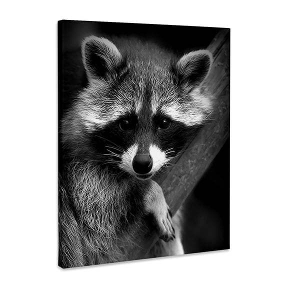 3dRose, Baby Raccoon black and white digital image., Museum Grade Canvas Wrap 11x14