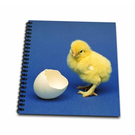 3dRose Baby chick, bird - NA02 DFR0041 - David R. Frazier - Mini Notepad, 4 by 4-inch