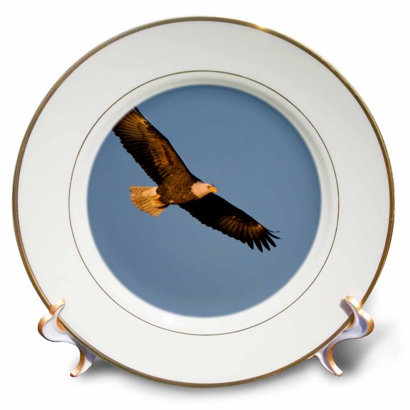 3dRose, Bald Eagle in flight over Mississippi River, 8 inch Porcelain Plate