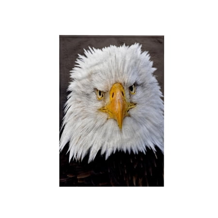 3dRose, Bald Eagles, Homer, Alaska - US02 AJE0019 - Adam Jones, 15x22 Hand Towel