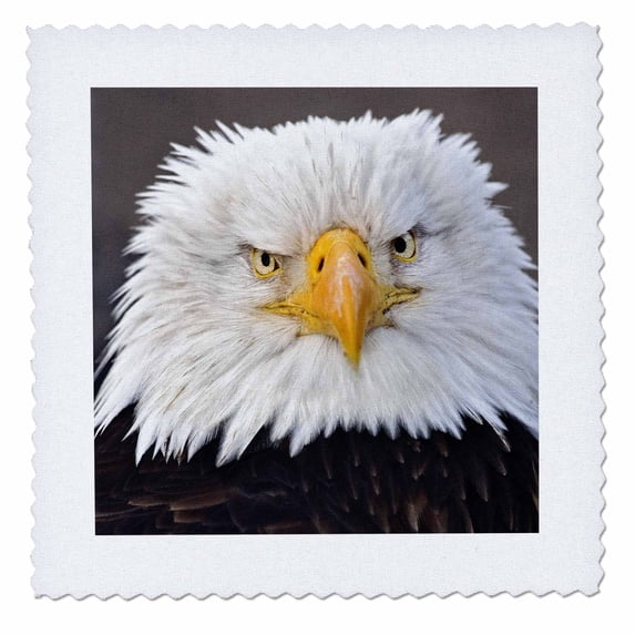 3dRose, Bald Eagles, Homer, Alaska - US02 AJE0019 - Adam Jones, 8x8 inch quilt square