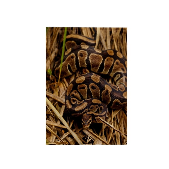 3dRose, Ball python snake, North Carolina, USA - US34 BJY0027 - Jaynes Gallery, 15x22 Hand Towel