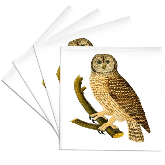 3drose, Barn Owl on Branch, Set of 4 Ceramic Tile Coasters