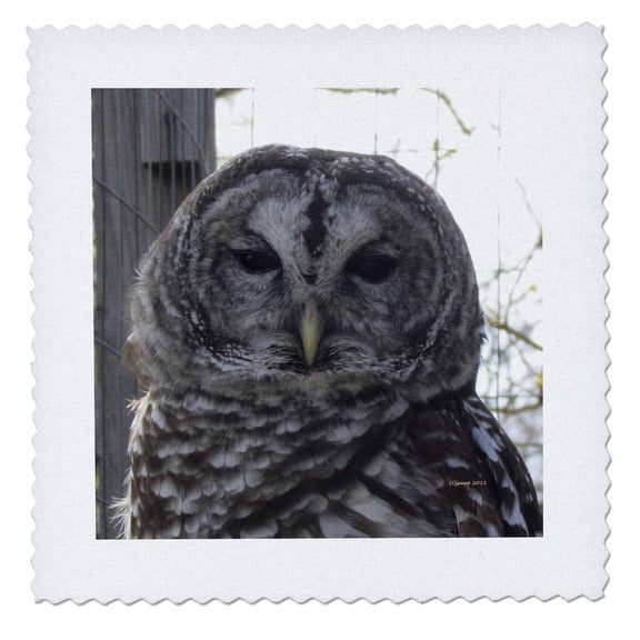 3dRose, Barred Owl, 10x10 inch quilt square