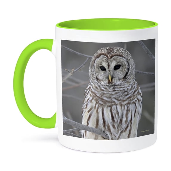 3dRose, Barred Owl, 11oz Two-Tone Green Mug