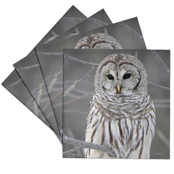 3dRose, Barred Owl, Set of 4 Ceramic Tile Coasters