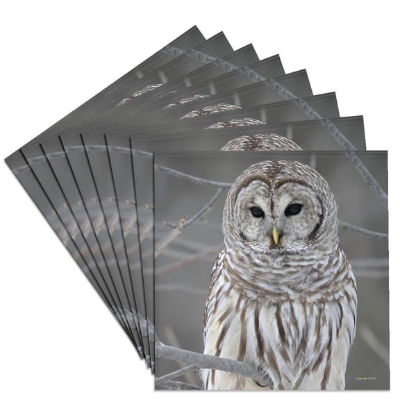 3dRose, Barred Owl, Set of 8 Ceramic Tile Coasters