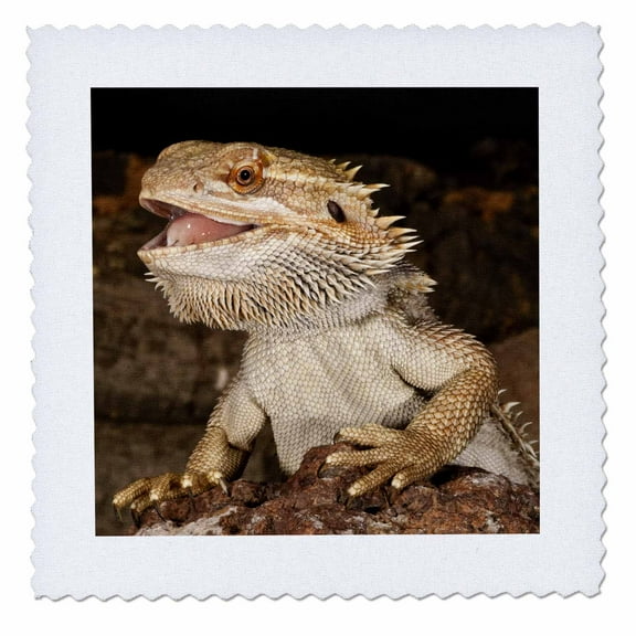 3dRose, Bearded Dragon lizard, Native to Australia - NA02 DNO0680 - David Northcott, 6x6 inch quilt square