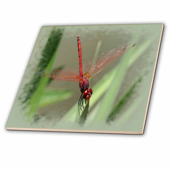 3dRose, Beautiful Red Skimmer or Firecracker Dragonfly with Border, 8 Inch Glass Tile