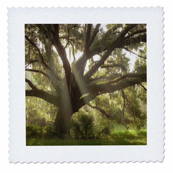 3dRose, Beautiful Southern Live Oak tree, Quercus Virginiana, Central Florida, 6x6 inch quilt square