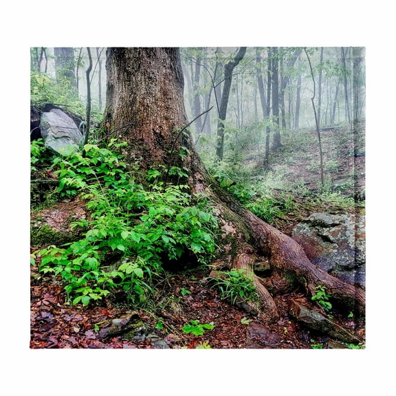 3dRose, Beautiful Tree and Roots in Monte Sano State Park, 11x12 Wash Cloth for Face and Body