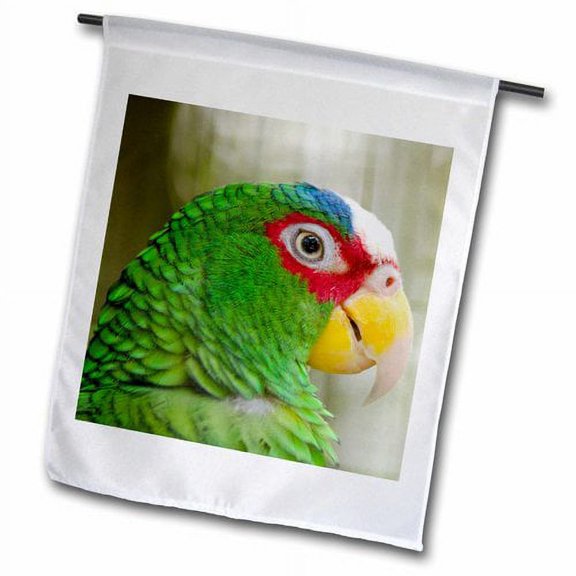 3dRose, Belize, Belize City, Belize City Zoo. Captive White Fronted parrot., 18 x 27 inch Garden Flag