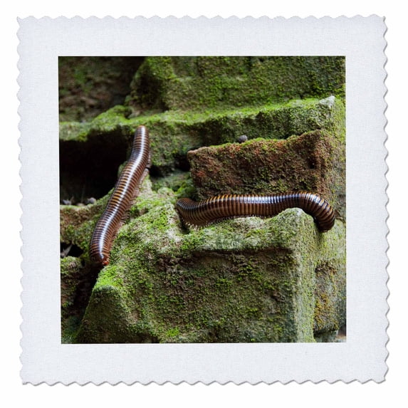 3dRose, Benin, Ouidah, Kapasse Forest, Centipede insect-AF03 CMI0072 - Cindy Miller Hopkins, 6x6 inch quilt square