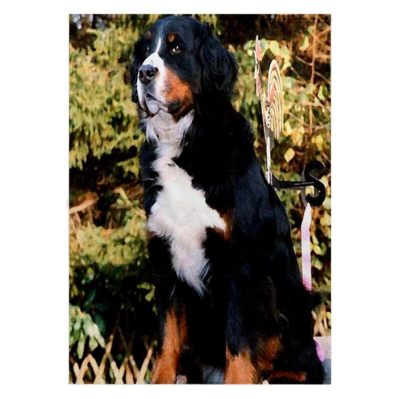 3dRose, Bernese Mountain Dog, 22x30 Bath Hand Pool Towel