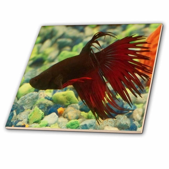 3dRose, Betta Fish, 4 Inch Ceramic Tile